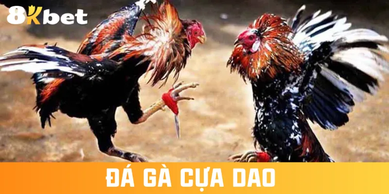 da-ga-cua-dao